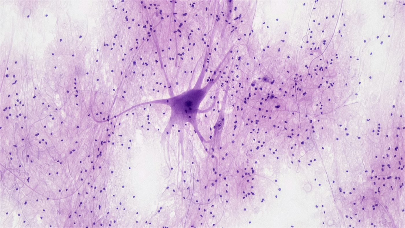 Sieć połączeń neuronalnych