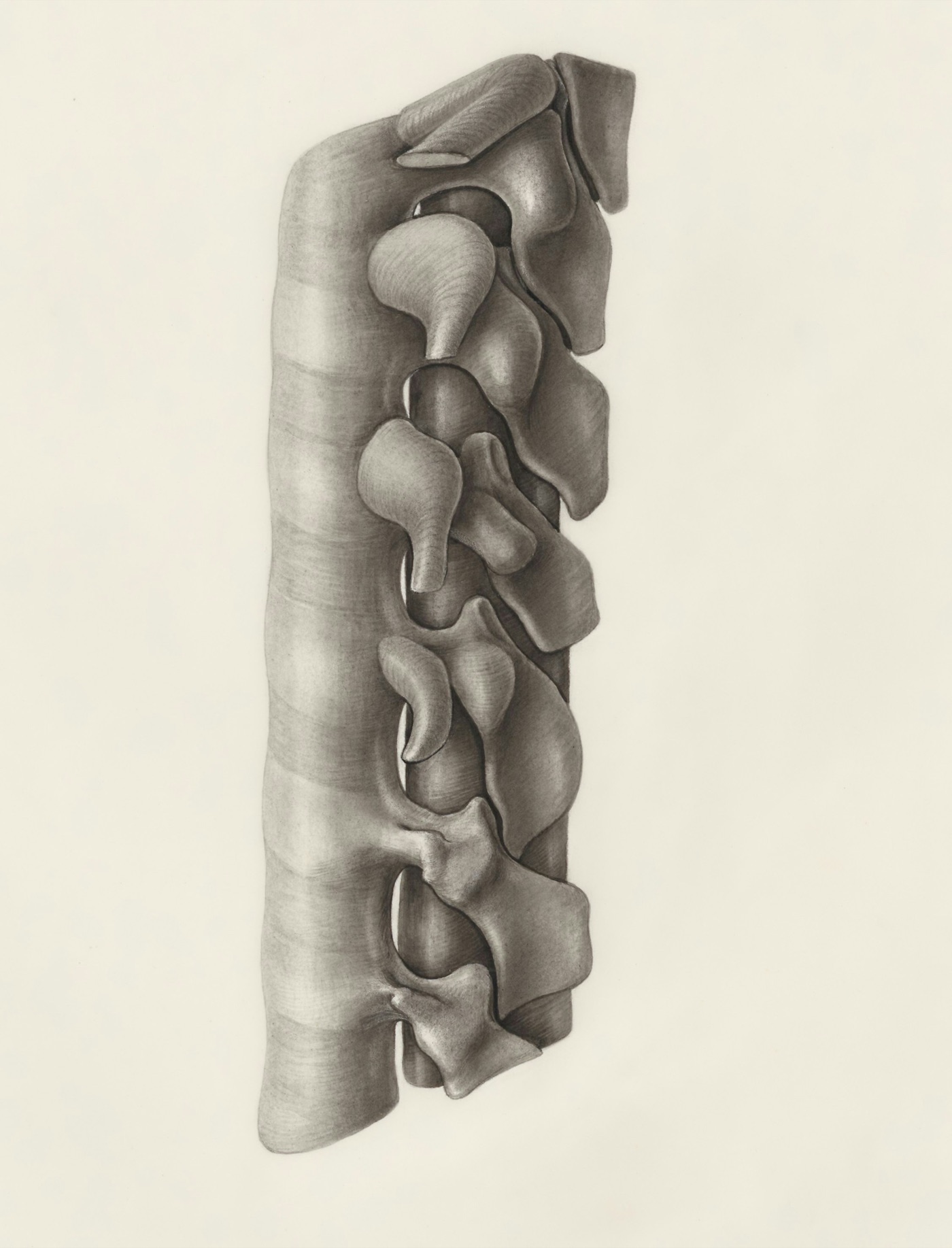 Model anatomiczny kręgosłupa